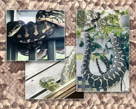 Embracing my Reptiles in My Ceiling: A Journey from Dread to Fascination